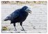 Rabenvögel - ganz nah (Tischkalender... - Bild 3