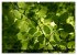 Rotbuchen (hochwertiger Premium... - Bild 12