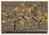 Rotbuchen (hochwertiger Premium... - Bild 13