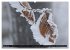 Rotbuchen (hochwertiger Premium... - Bild 6