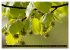 Rotbuchen (hochwertiger Premium... - Bild 10