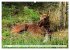 Auf den Spuren der Elche (Wandkalender... - Bild 11