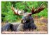 Auf den Spuren der Elche (Wandkalender... - Bild 13