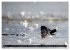 Strandobjekte (Wandkalender 2026 DIN A2... - Bild 11