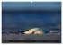 Strandobjekte (Wandkalender 2026 DIN A2... - Bild 4