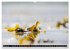 Strandobjekte (Wandkalender 2026 DIN A2... - Bild 7