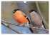 Wildvogelkalender (Wandkalender 2026... - Bild 7