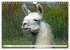 Trampeltiere und Alpakas (Wandkalender... - Bild 11