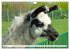 Trampeltiere und Alpakas (Wandkalender... - Bild 13