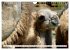 Trampeltiere und Alpakas (Wandkalender... - Bild 14