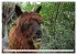 Trampeltiere und Alpakas (Wandkalender... - Bild 15