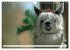 Trampeltiere und Alpakas (Wandkalender... - Bild 4