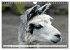 Trampeltiere und Alpakas (Wandkalender... - Bild 5