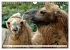 Trampeltiere und Alpakas (Wandkalender... - Bild 7