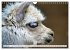 Trampeltiere und Alpakas (Wandkalender... - Bild 8