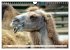 Trampeltiere und Alpakas (Wandkalender... - Bild 10