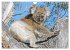 Koalas: die flauschigen Herzensbrecher... - Bild 11