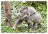 Koalas: die flauschigen Herzensbrecher... - Bild 12