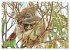 Koalas: die flauschigen Herzensbrecher... - Bild 14