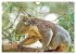 Koalas: die flauschigen Herzensbrecher... - Bild 15