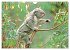 Koalas: die flauschigen Herzensbrecher... - Bild 3