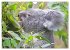 Koalas: die flauschigen Herzensbrecher... - Bild 5