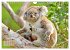 Koalas: die flauschigen Herzensbrecher... - Bild 7