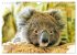 Koalas: die flauschigen Herzensbrecher... - Bild 8