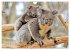 Koalas: die flauschigen Herzensbrecher... - Bild 9