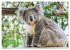 Koalas: die flauschigen Herzensbrecher... - Bild 10