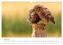 Eulen - Wachsame und geheimnisvolle... - Bild 10