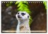 Goldige Erdmännchen (Tischkalender... - Bild 11