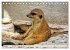 Goldige Erdmännchen (Tischkalender... - Bild 12