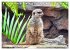 Goldige Erdmännchen (Tischkalender... - Bild 13