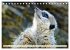 Goldige Erdmännchen (Tischkalender... - Bild 15