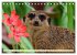 Goldige Erdmännchen (Tischkalender... - Bild 5