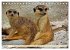 Goldige Erdmännchen (Tischkalender... - Bild 10