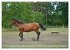 Faszination Trakehner (hochwertiger... - Bild 4