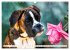 Muskelprotz Boxer (Wandkalender 2026... - Bild 11