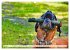 Muskelprotz Boxer (Wandkalender 2026... - Bild 12