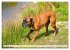 Muskelprotz Boxer (Wandkalender 2026... - Bild 5