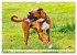 Muskelprotz Boxer (Wandkalender 2026... - Bild 8