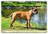 Muskelprotz Boxer (Wandkalender 2026... - Bild 10