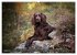 Passion Jagdhund - Deutsch Langhaar... - Bild 14