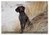 Passion Jagdhund - Deutsch Langhaar... - Bild 4