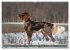Passion Jagdhund - Deutsch Langhaar... - Bild 5