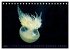 In der Welt der Medusen (Tischkalender... - Bild 13