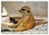 Goldige Erdmännchen (Wandkalender 2026... - Bild 12
