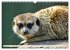 Goldige Erdmännchen (Wandkalender 2026... - Bild 8