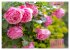Rose Königin des Gartens (Wandkalender... - Bild 13